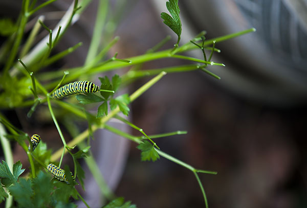 Caterpillars on Plants